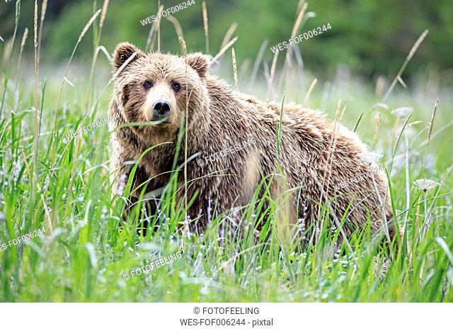 USA, Alaska, Lake Clark National Park and Preserve, Brown bear (Ursus arctos)