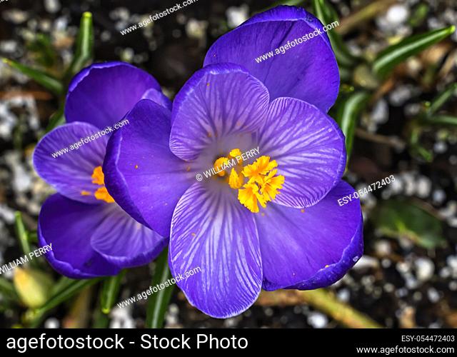 Blue Purple Yellow Crocus Blossom Blooming Macro Bellevue Washington State. First flower of spring