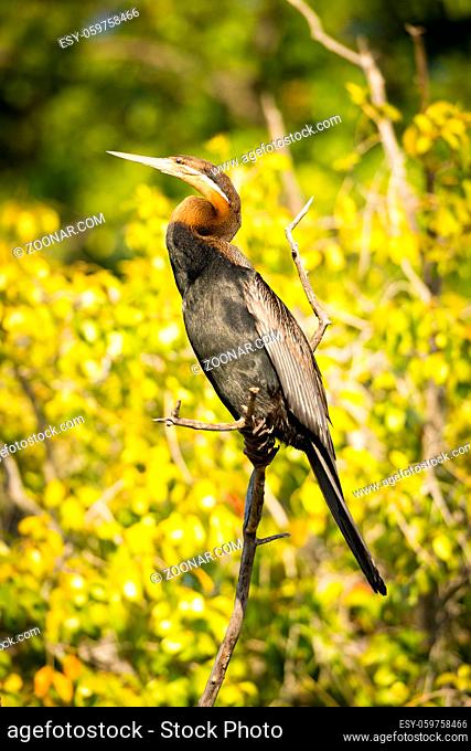African Darter bird also called Snakebird is a water bird in Botswana, Africa
