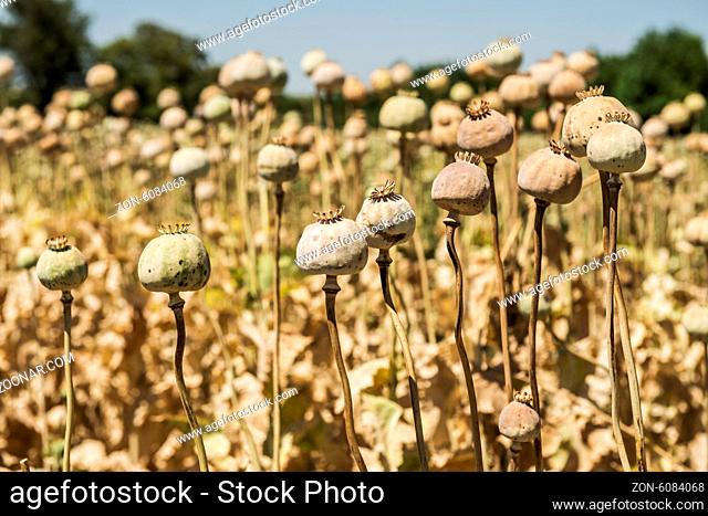 Opium poppies, They are watching you