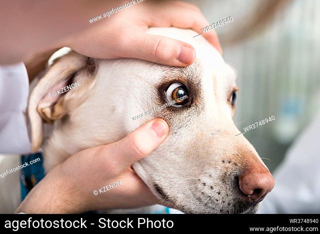 Close-up of a veterinarian checking dog's eye