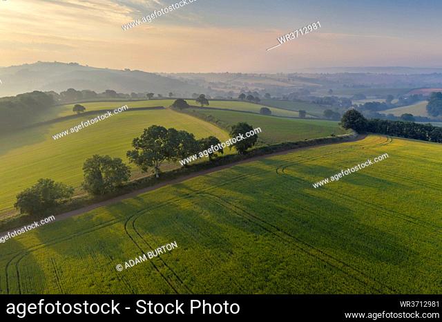 Aerial view of rolling countryside at dawn on a hazy summer day, Devon, England, United Kingdom, Europe