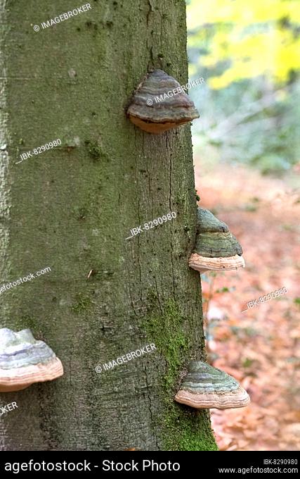 Tinder fungus (Fomes fomentarius), beautiful fruiting bodies in summer beech forest, North Rhine-Westphalia, Germany, Europe