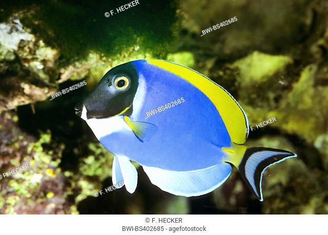 Powder blue tang, Powderblue surgeonfish (Acanthurus leucosternon), swimming