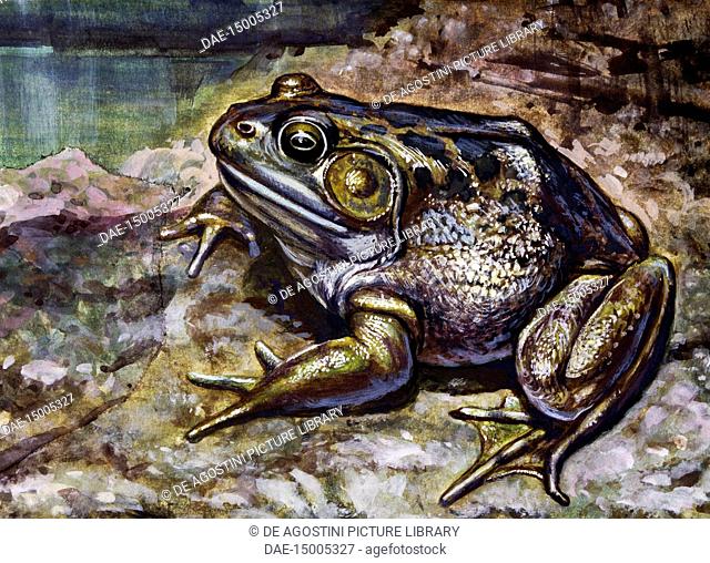 American Bullfrog (Lithobates catesbeianus or Rana catesbeiana), Ranidae, drawing