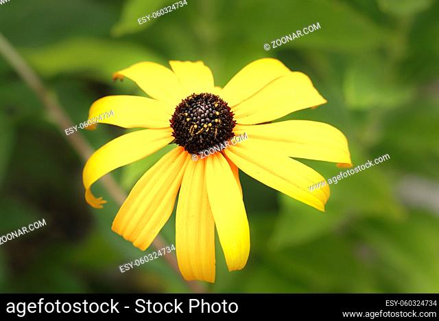 A close up photo of a black eyed susan daisy in a small garden in north Idaho