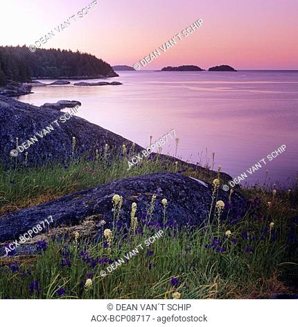 Spring wildflowers, sunrise at Sargeants Bay, Sechelt Peninsula, british columbia, Canada