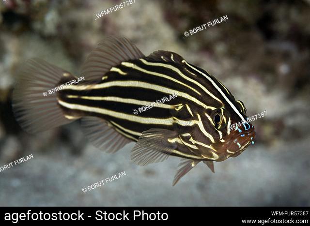Golden-striped Soapfish, Grammistes sexlineatus, Marsa Alam, Red Sea, Egypt