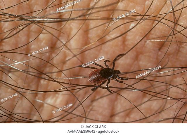 W. Black-legged Tick (Ixodes pacificus) Adult X (2X) Lyme disease vector on West coast