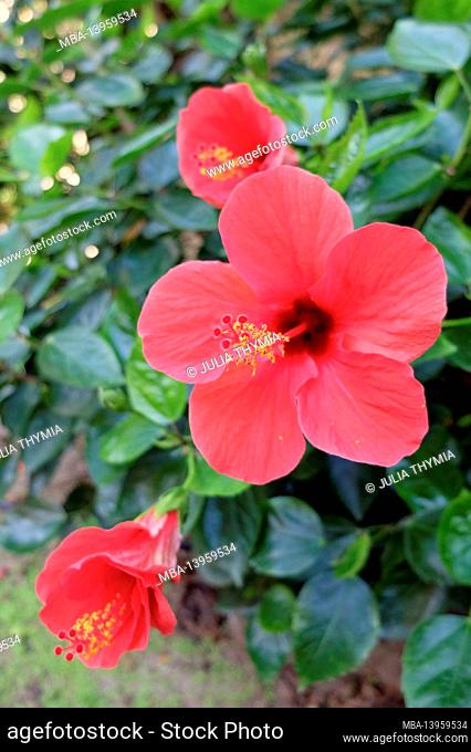 The rose hibiscus (Hibiscus rosa-sinensis) Scarlet Giant