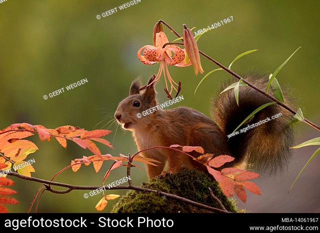 red squirrel is standing on a rock behind red colored plants