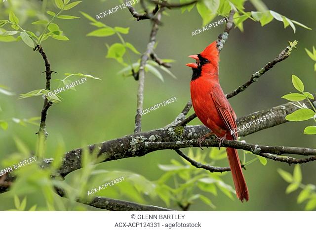 Northern Cardinal (Cardinalis cardinalis) perched on a branch in Southeastern Ontario, Canada