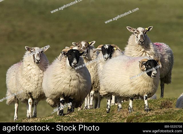 Scottish Blackface sheep, Scottish Blackface sheep, purebred, pets, ungulates, livestock, cloven-hoofed, mammals, animals, Scottish Blackface domestic sheep