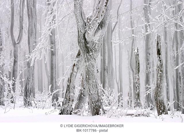 Winter beech forest, Javorina national wilderness area, Bile Karpaty, White Carpathian Mountains, protected landscape area, Moravia, Czech Republic, Europe