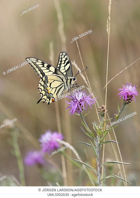 Swallowtail Papilio machaon. Navelso, Smaland, Sweden