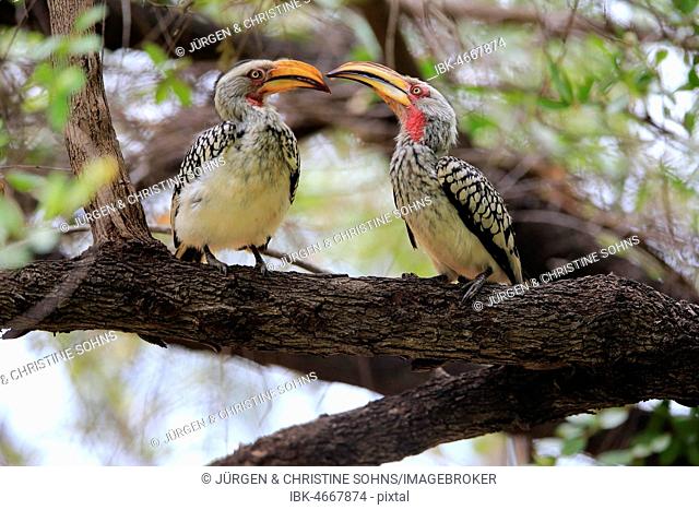 Southern Yellow-billed Hornbill (Tockus leucomelas), adult couple sits on branch sitting in a tree, courtship feeding, Kruger National Park, South Africa