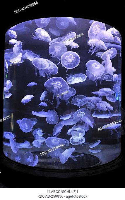 Moon Jellies in aquarium San Francisco California USA Aurelia aurita