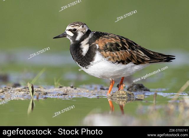 Ruddy Turnstone (Arenaria interpres), side view of an adult female standing in the water, Campania, Italy