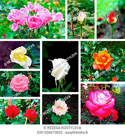 Collection of images of buds and open flowers of different roses