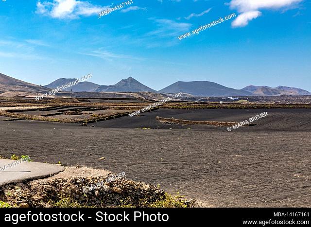 agriculture in the volcanic landscape, near mancha blanca, tinajo, behind the volcanoes of timanfaya national park, lanzarote, canaries, canary islands, spain