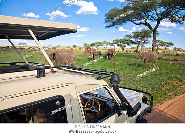African elephant (Loxodonta africana), Elephants in front of a safari vehicle, Tanzania, Tarangire National Park