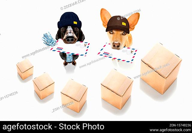 postman dachshund sausage dog delivering a big white blank empty envelope, with boxes and packages