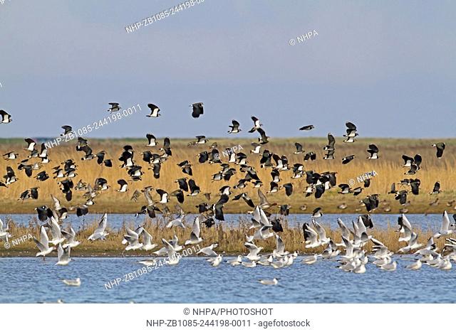 Lapwing, V.vanellus, Black-headed Gull, Chroicocephalus ridibundus and Golden Plover, Pluvialis apricaria, winter flock in flight, Cley-next-the-Sea