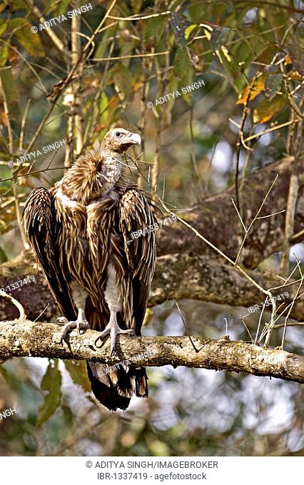 Slender-billed Vulture (Gyps tenuirostris) in Kaziranga National Park in Assam, Northeast India, Asia