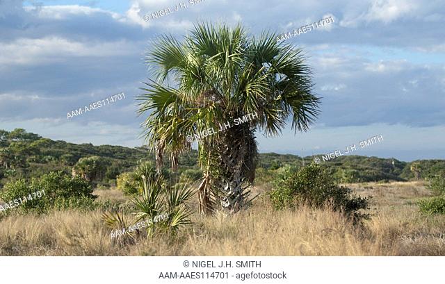 Sabal palm (Sabal palmetto) on the edge of a tidal marsh. Ananastasia State Park, Anastasia Island, St Augustine, Florida, 11-30-10