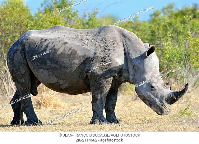 White rhinoceros (Ceratotherium simum), after a mud bath, Kruger National Park, South Africa