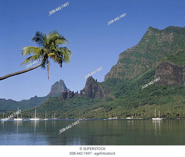 Cook's Bay, Moorea, Tahiti, French Polynesia, South Pacific
