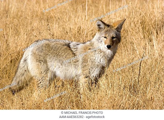 Coyote (Canis latrans), portrait in fall grassland Yellowstone National Park Wyoming