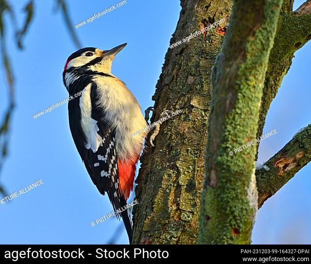 01 December 2023, Brandenburg, Sieversdorf: A great spotted woodpecker (Dendrocopos major) can be seen on a tree in a garden