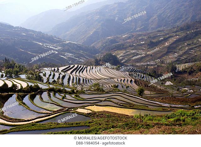 China , Yunnan province , Hani people, Yuanyang , Mengpin village, rice terraces