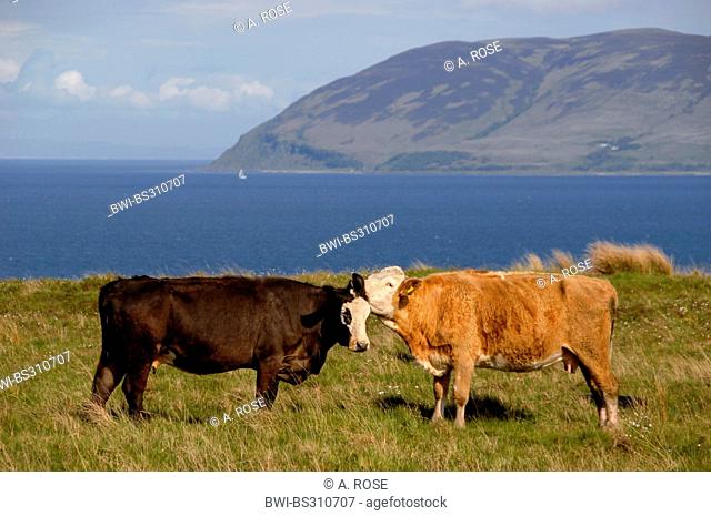 domestic cattle (Bos primigenius f. taurus), view over a meadow with a cattle herd on 5the peninsula Kintyre over the Atlantic at Arran Island, United Kingdom