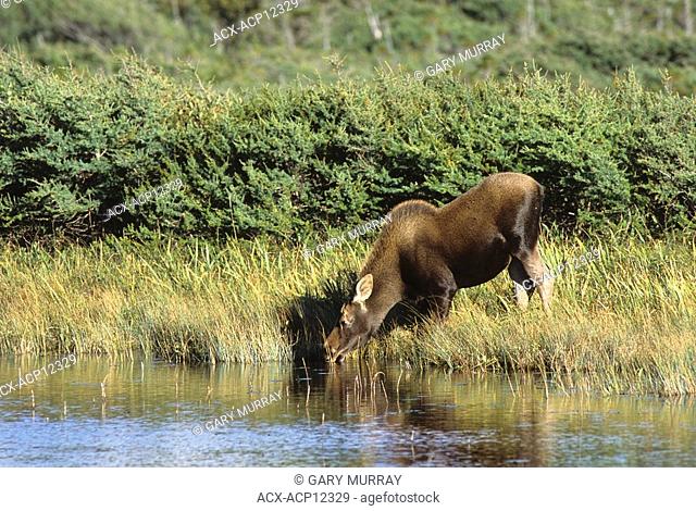 Moose drinking from pond, Gros Morne National Park, Newfoundland, Newfoundland and Labrador, Canada