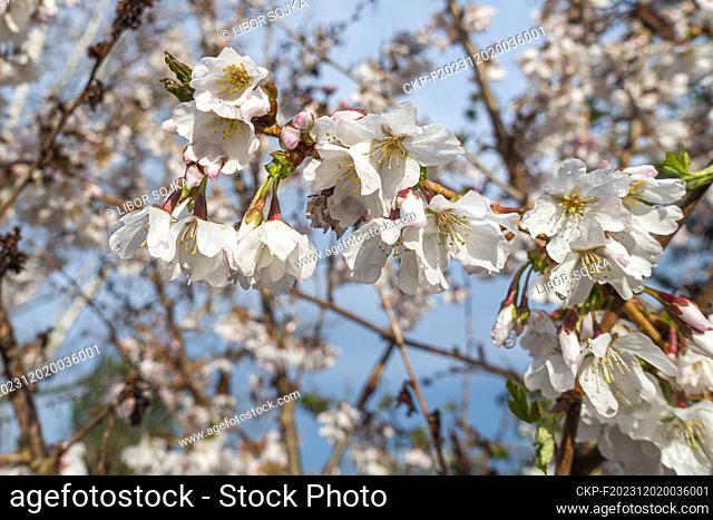 Prunus kurilensis 'Brillant' flowering in Pruhonice, Czech Republic on March 30, 2023. (CTK Photo/Libor Sojka)