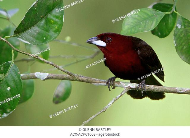 Silver-beaked Tanager Ramphocelus carbo perched on a branch in Peru