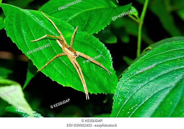 Spider on the leaf name Pisaurina brevipes which is a species of Nursery web spider at Kang Krajan national part in Thailand