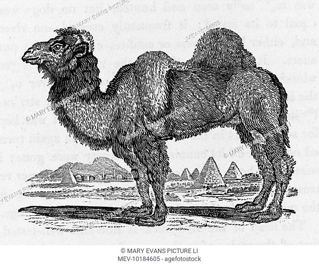 Camelus bactrianus : you can drink its milk, ride it, use it to transport your merchan- -dise - and when it dies you can eat it and weave its hair into clothing...
