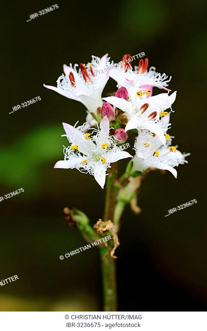 Bog-bean or Buckbean (Menyanthes trifoliata), flowers