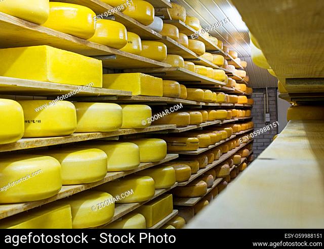 cheese factory in holland with different kinds