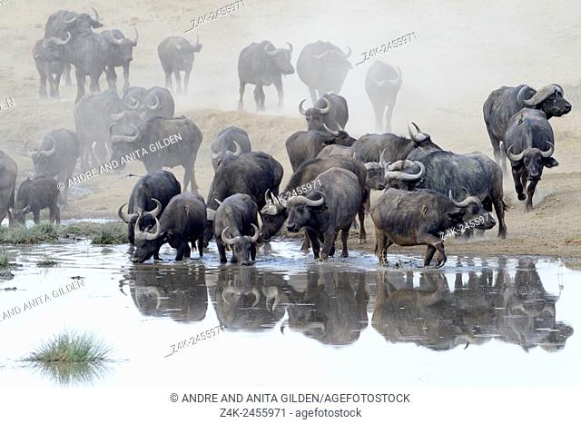 African Buffalo (Syncerus caffer) herd with reflection drinking from a pond at Ndutu swamp, Serengeti national park, Tanzania