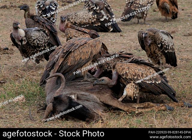 FILED - 23 August 2022, Kenya, Amboseli: Vultures feast on a dead wildebeest in Amboseli National Park. Amboseli is located southeast of Nairobi not far from...
