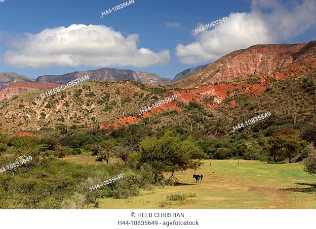10835649, Argentina, South America, Sierra del Obispo, Salta, South America, landscape, cattle, cow, mountains