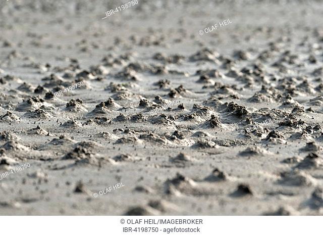 Droppings of sandworms (Arenicola marina) in tidelands of Sankt Peter-Ording, Schleswig-Holstein, Germany