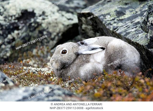 Arctic hare Lepus arcticus in autumnal livery, the arctic tundra of Nunavik province in Northern Quebec, Canada