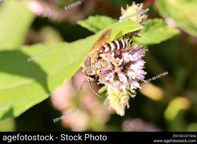 Gelbbindige Furchenbiene (Halictus scabiosae) an einer Minze (Mentha sp.)