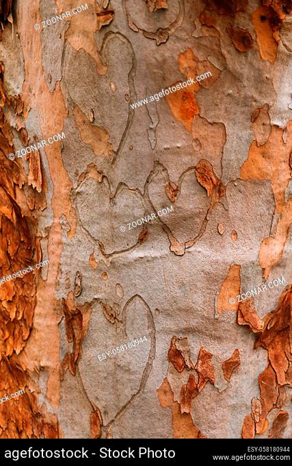Hearts gouged on Australian gum tree trunk. Concept