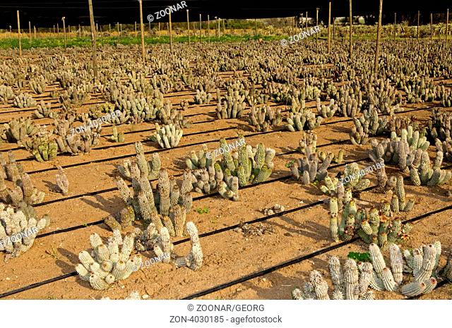 Anbau von Hoodia ruschii Hybriden als Medizinalpflanze in der Sukkulentengärtnerei Vanrhynsdorp, Westkap-Provinz, Südafrika / Cultivation of Hoodia ruschii...